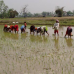 ग्रामीण बिहार में फसलों पर बाढ़ की मार, किसानों के सामने बढ़ी नई चुनौती